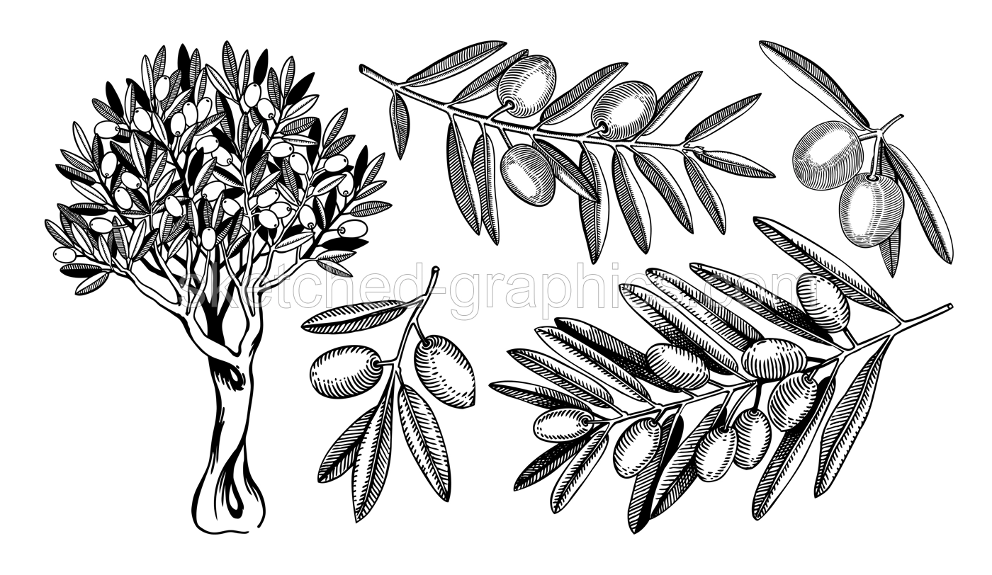 Hand drawn olive tree branches with leaves and fruit sketches collection isolated on white background. Olive tree drawings in engraved style. Vector food illustration for oil packaging or product desi Illustration